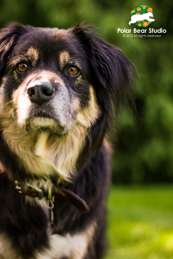 Pet photography, rescued, Australian shepherd mix, bokeh background | Photo by Polar Bear Studio, Copyright 2015