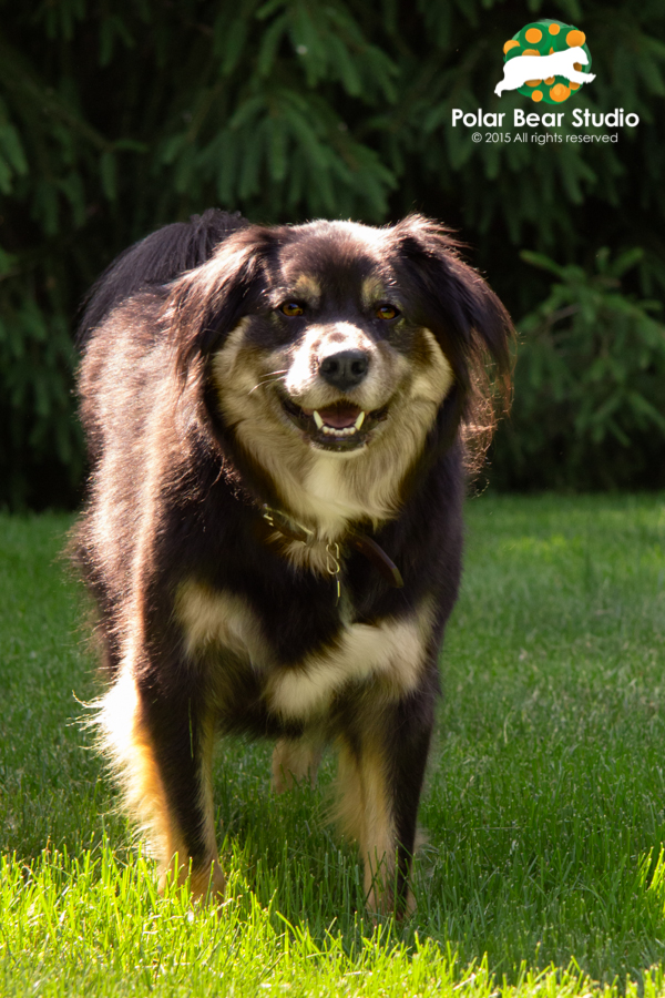 Pet photography, rescued, Australian shepherd mix | Photo by Polar Bear Studio, Copyright 2015