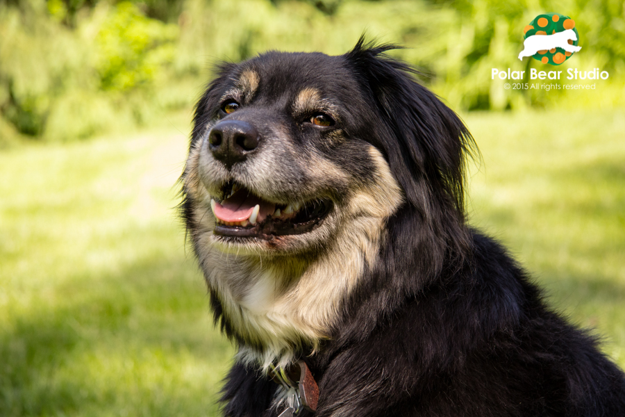 Pet photography, rescued, Australian shepherd mix, bokeh background | Photo by Polar Bear Studio, Copyright 2015