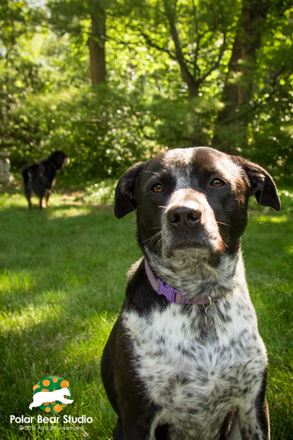 Bokeh, back-lit, pet photography, wooded area | Photo by Polar Bear Studio, Copyright 2015