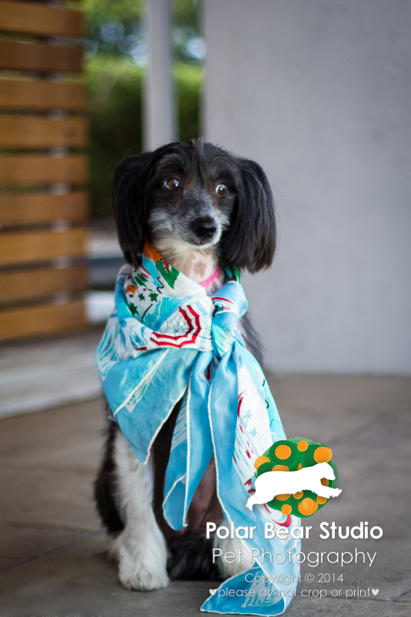 Chinese Crested Wearing a Scarf, by Polar Bear Studio