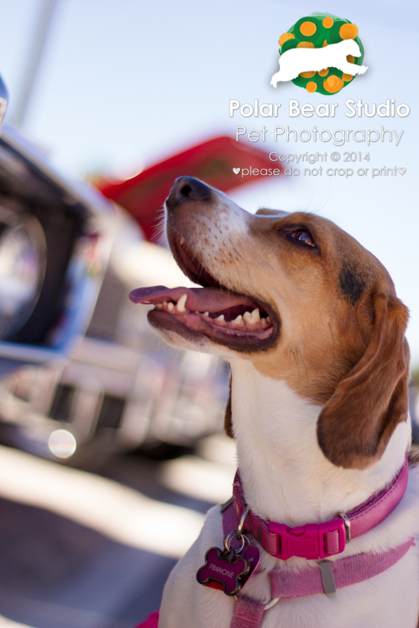 Beagle at a car show, photo by Denise Mueller