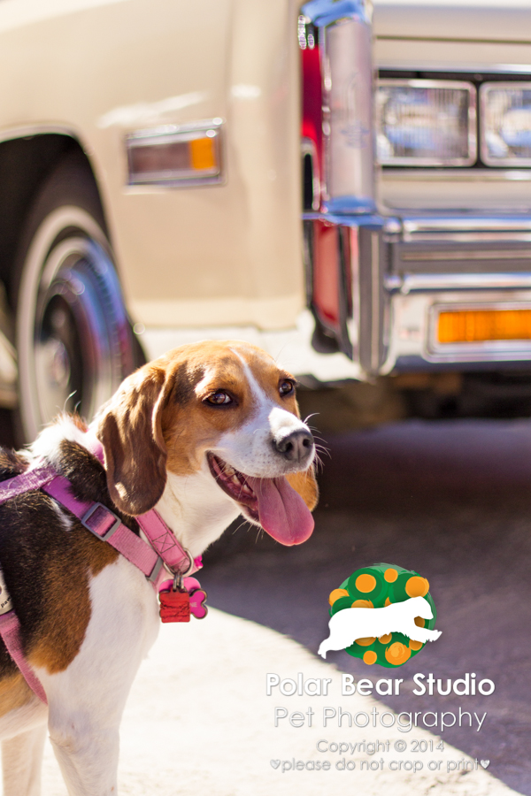 Beagle at a car show, photo by Denise Mueller