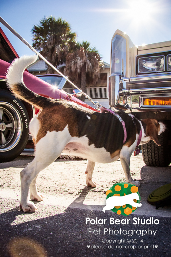 Beagle at a car show, photo by Denise Mueller