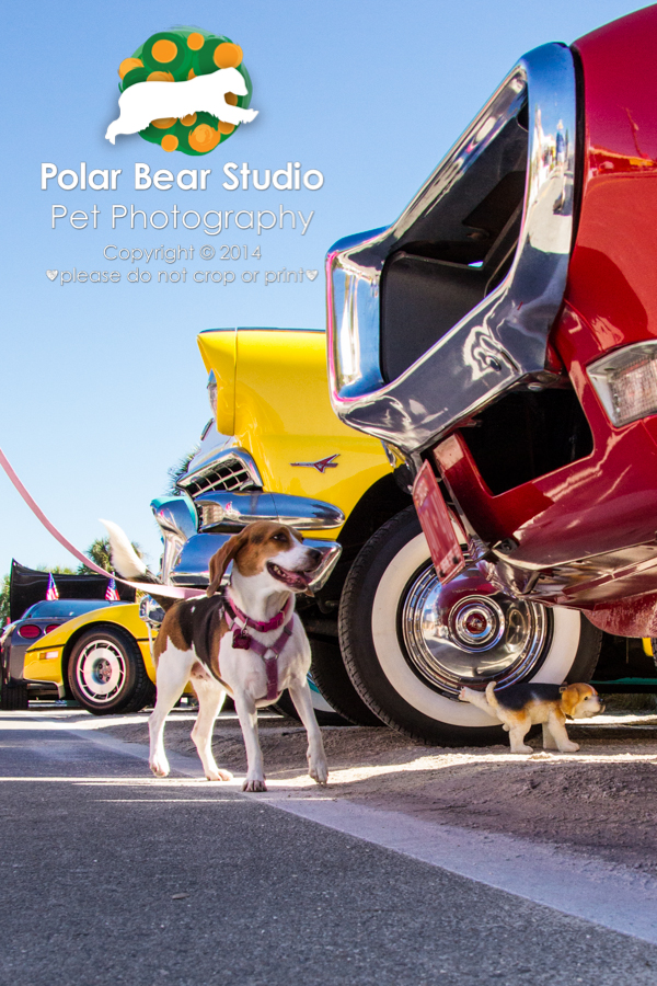 Beagle at a car show, photo by Denise Mueller