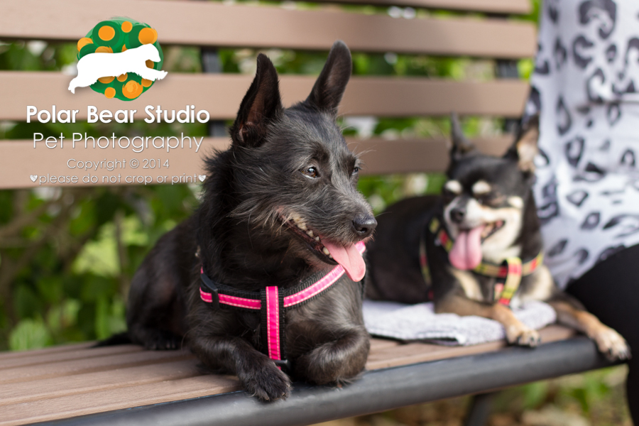 Canine Best Friends, Photo by Polar Bear Studio