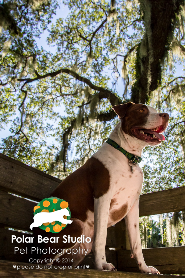 Dog at Emerson Point Preserve Temple Mound, Photo by Polar Bear Studio