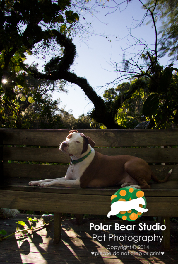 Dog at Emerson Point Preserve Temple Mound, Photo by Polar Bear Studio