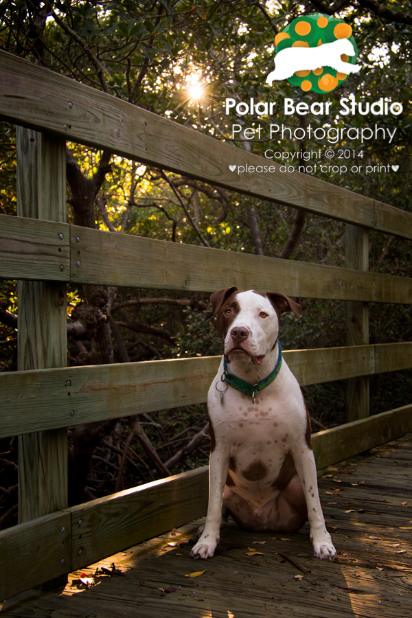 Dog at Emerson Point Preserve Temple Mound, Photo by Polar Bear Studio