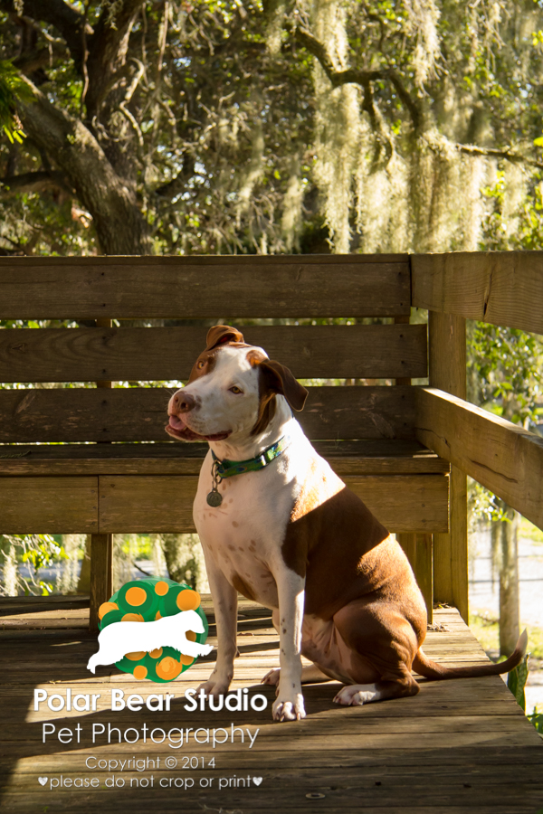 Dog at Emerson Point Preserve Temple Mound, Photo by Polar Bear Studio