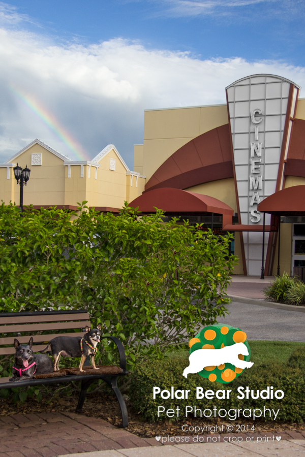 Dog best friends at the movie theater, rainbow, Photo by Polar Bear Studio