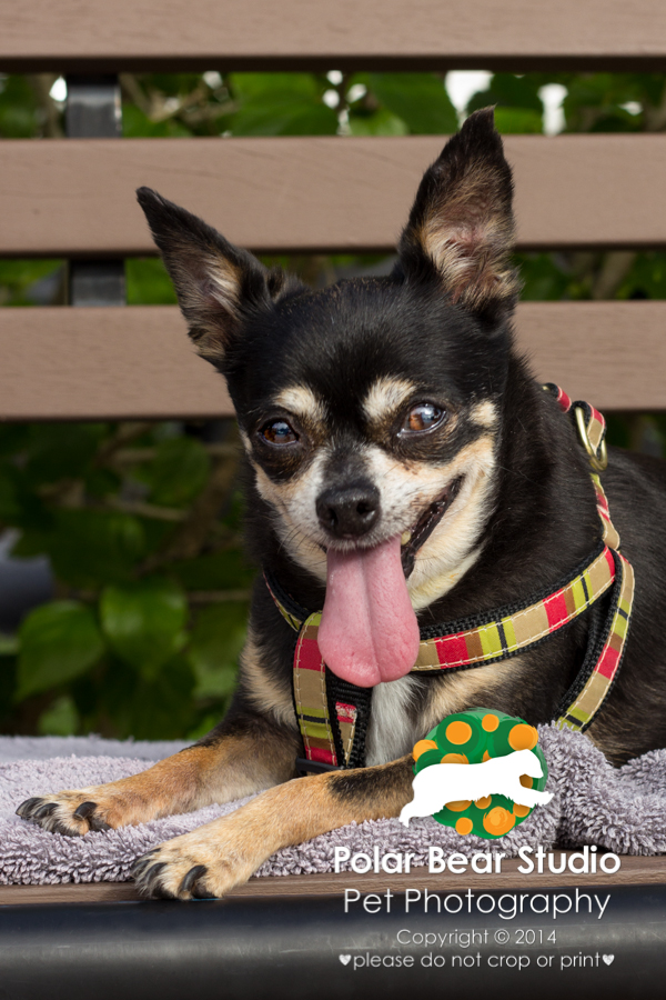 Chihuahua Mix, Photo by Polar Bear Studio