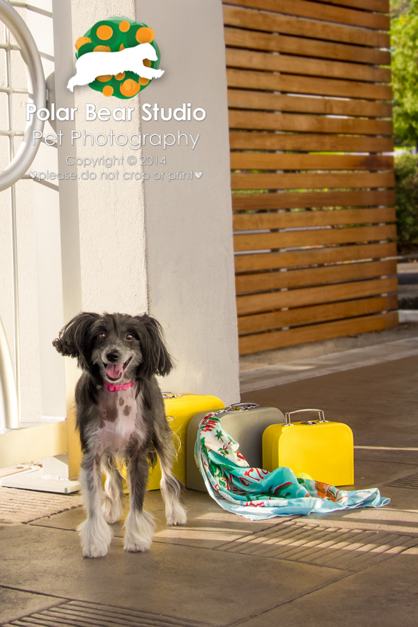 Chinese Crested Ready for Vacation, Photo by Polar Bear Studio