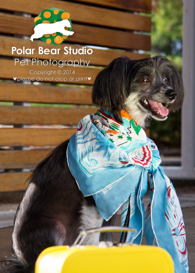 Chinese Crested Wearing a Scarf, by Polar Bear Studio