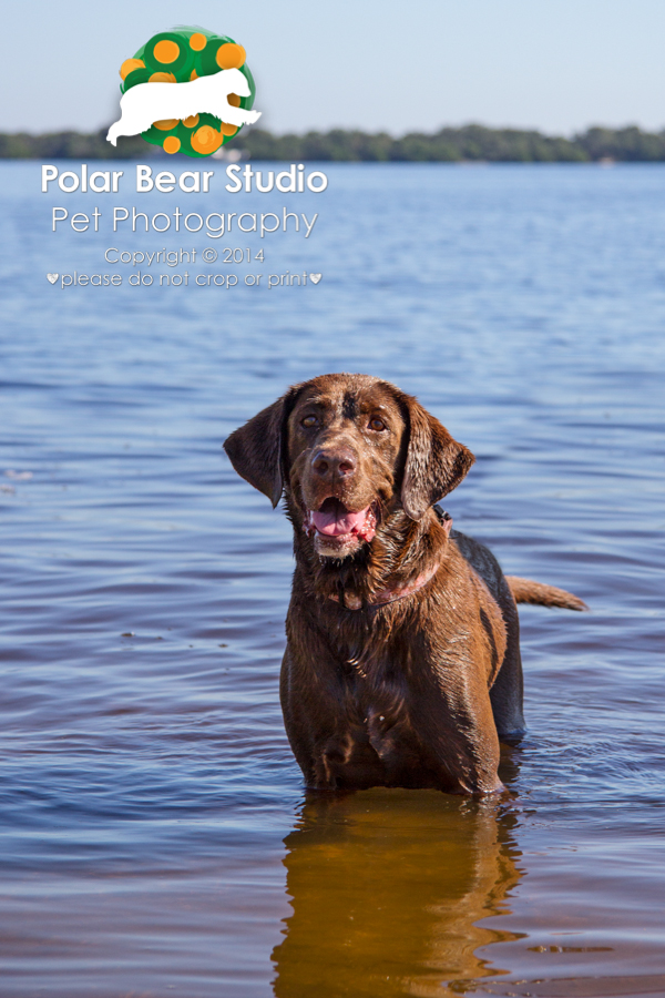 Chocolate Labrador Swimming Photo by Polar Bear Studio