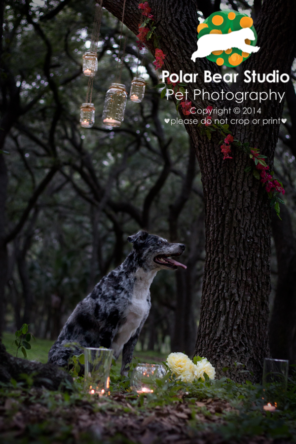 Australian Shepherd & Oak Tree Canopy at Dusk, GT Bray, Photo by Polar Bear Studio Pet Photography