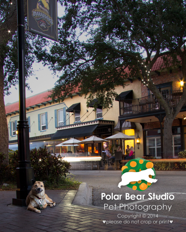 Downtown Bradenton Is Dog Friendly, Photo by Polar Bear Studio
