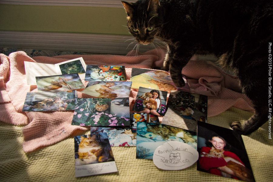 Katze Helping Me With My Family Photos