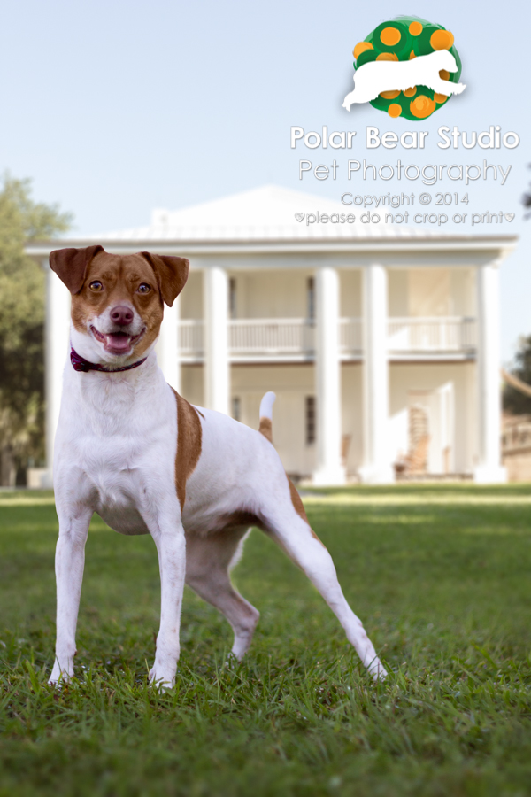 Jack Russell Terrier at Gamble Plantation, Photo by Polar Bear Studio