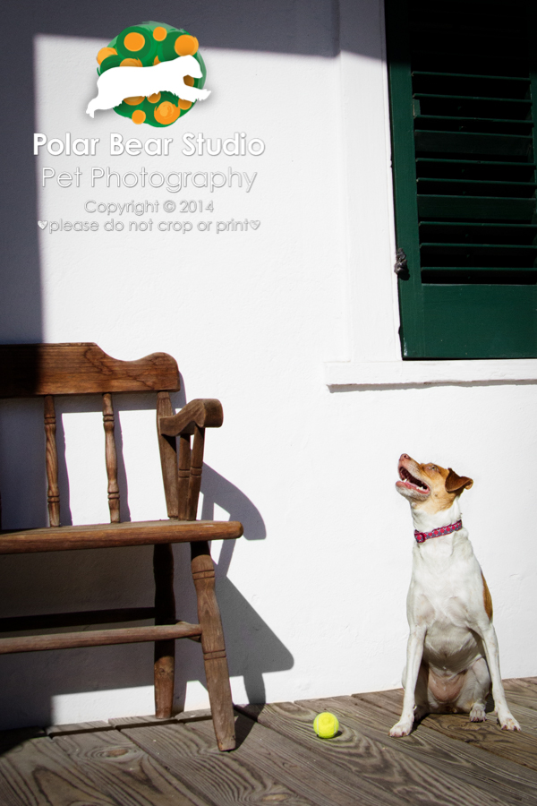 Jack Russell Terrier at Gamble Plantation, Photo by Polar Bear Studio