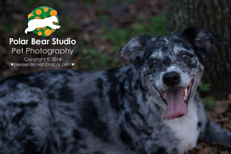 Australian Shepherd & Oak Tree Canopy at Dusk, GT Bray, Photo by Polar Bear Studio Pet Photography