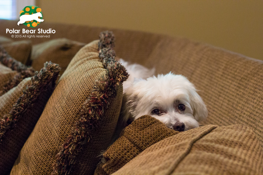 Maltese Lounging on the back of the couch, Photo by Polar Bear Studio