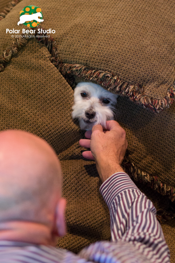 Hiding in the pillow cushions, Maltese with his owner, Photo by Polar Bear Studio