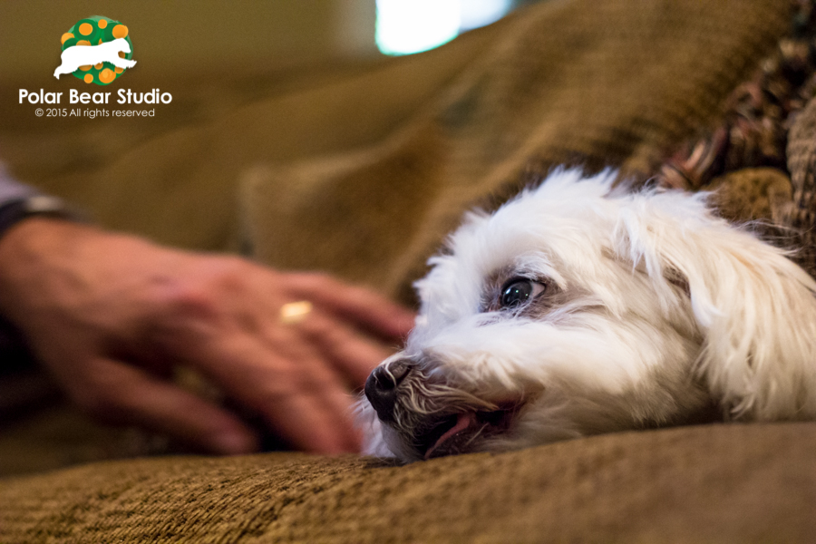 Hiding in the pillow cushions, Maltese with his owner, Photo by Polar Bear Studio