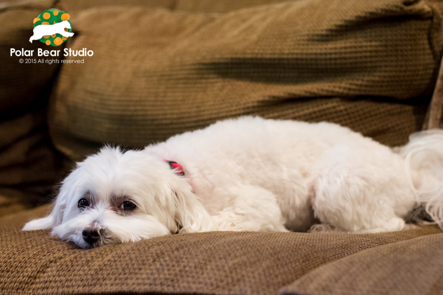 Maltese trying to blend in with the couch, photo by Polar Bear Studio