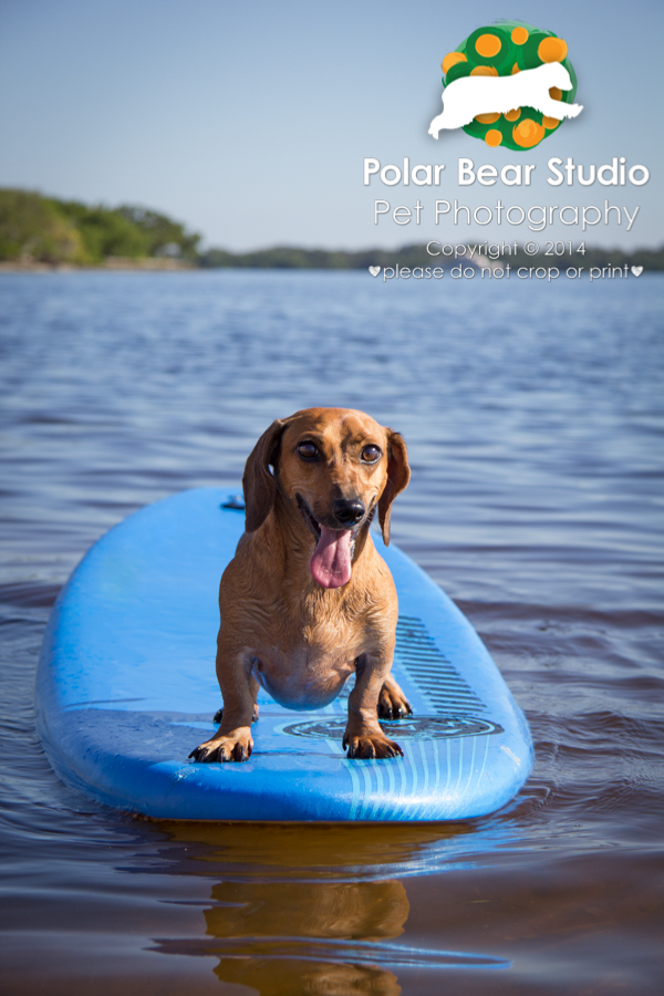 Dachshund Surfing, Photo by Polar Bear Studio