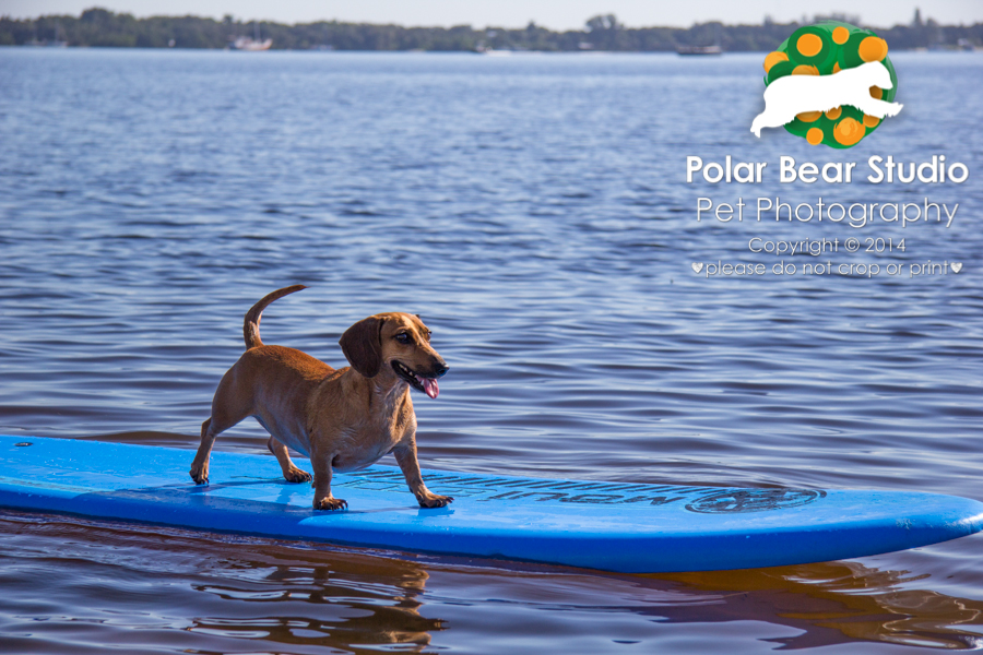 Dachshund surfing, Photo by Polar Bear Studio