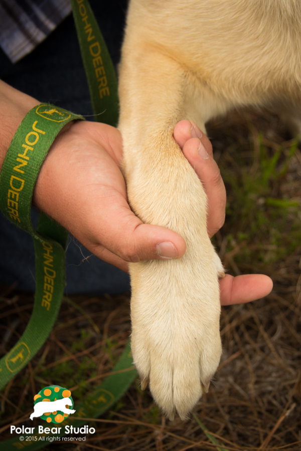 Holding paws, a dog and her guy. Senior Guy Photo with Dog, photo by Polar Bear Studio