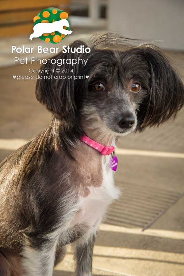 Chinese Crested, Photo by Polar Bear Studio