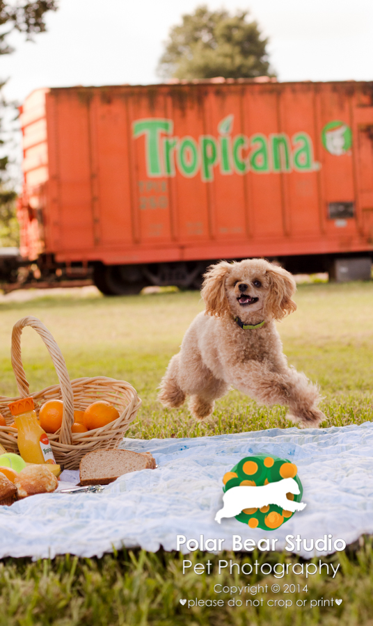 Poodle Picnic at Florida Railroad Museum, Photo by Polar Bear Studio