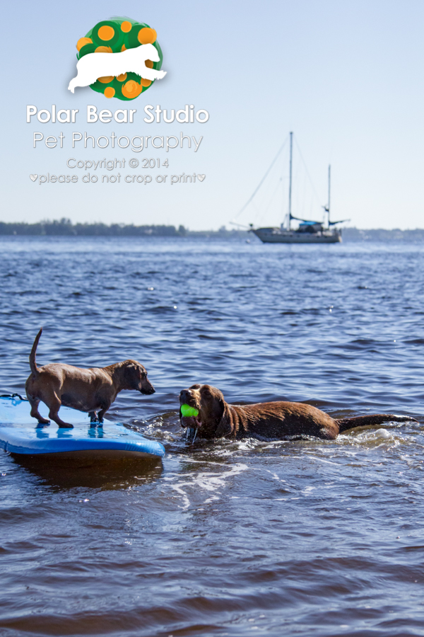 Chocolate labrador fetching for surfing dachshund, Photo by Polar Bear Studio