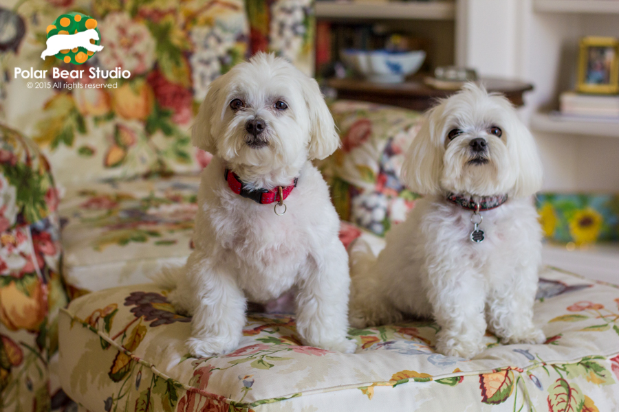 Maltese Best Furry Friends, Photo by Polar Bear Studio