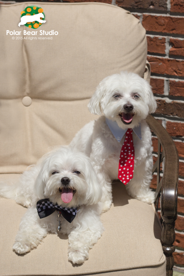 Maltese Best Furry Friends, Photo by Polar Bear Studio