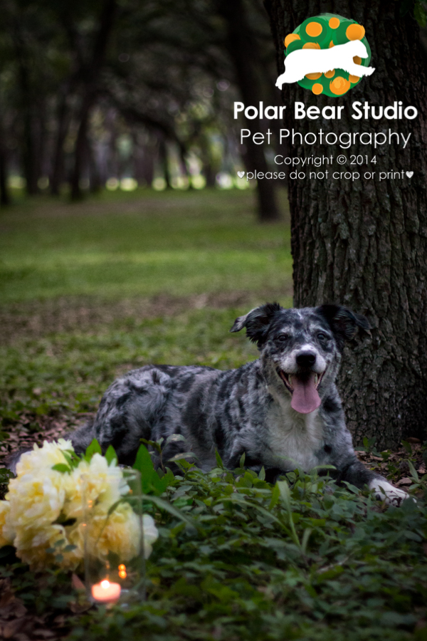 Australian Shepherd & Oak Tree Canopy at Dusk, GT Bray, Photo by Polar Bear Studio Pet Photography