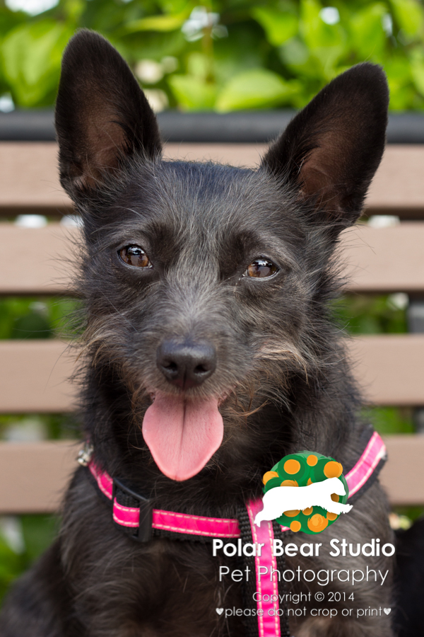 Mystery Mutt , but she leans on the jack russell terrier/chihuahua side, Photo by Polar Bear Studio