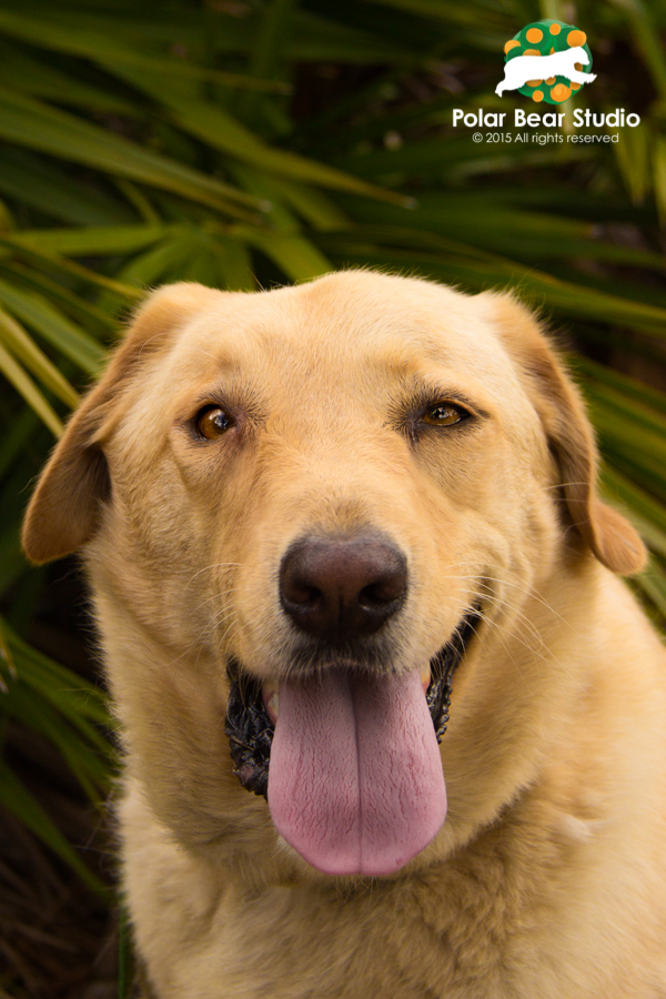 Lab Retriever Mix, Palmetto Fronds, Photo by Polar Bear Studio