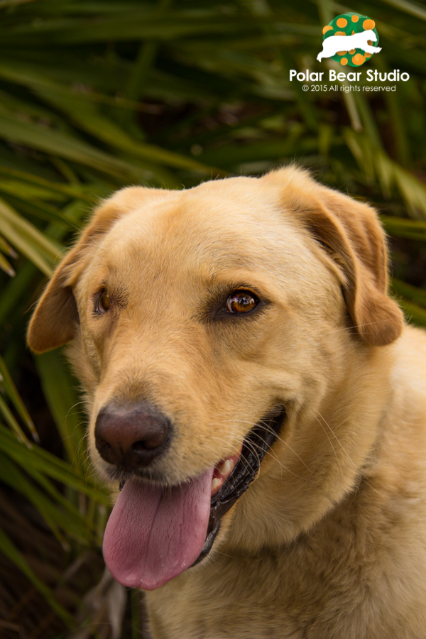 Lab Retriever Mix, Palmetto Fronds, Photo by Polar Bear Studio