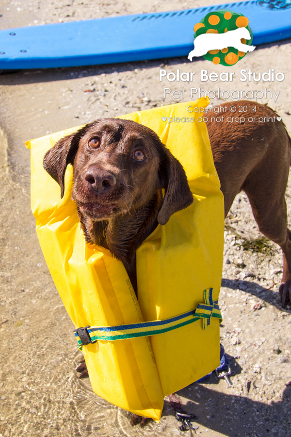 Chocolate labrador offended by wearing a life jacket, Photo by Polar Bear Studio