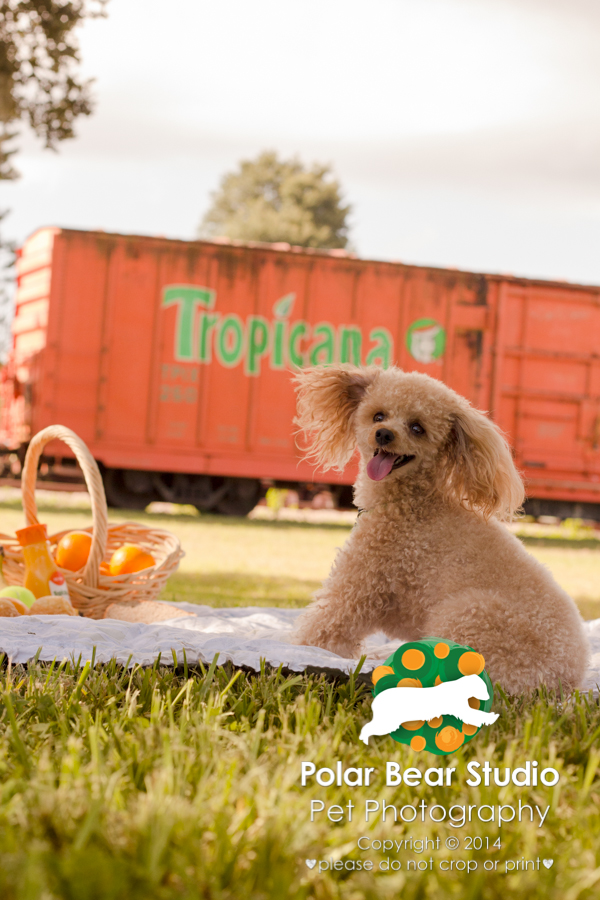 Poodle Picnic at Florida Railroad Museum, Photo by Polar Bear Studio