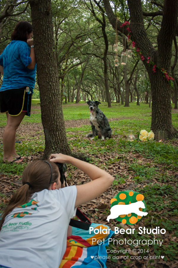 Polar Bear Studio Pet Photography Behind the Scenes