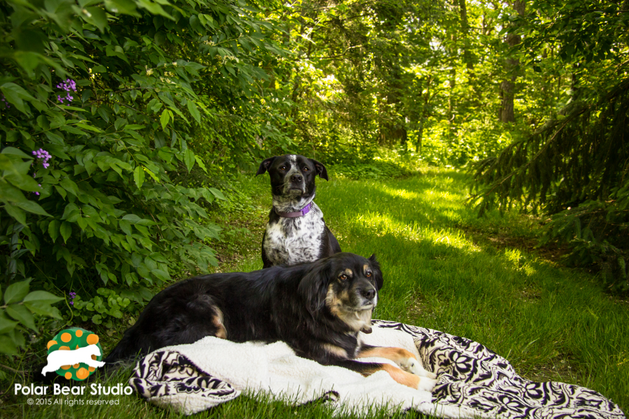 Pet portraits, bokeh, wooded area | Photo by Polar Bear Studio, Copyright 2015