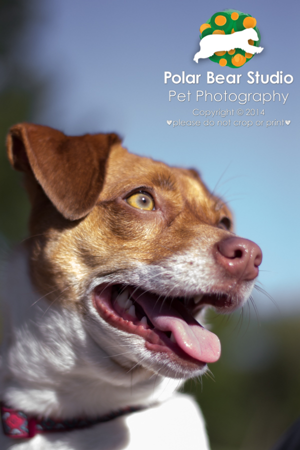 Jack Russell Terrier, by Polar Bear Studio