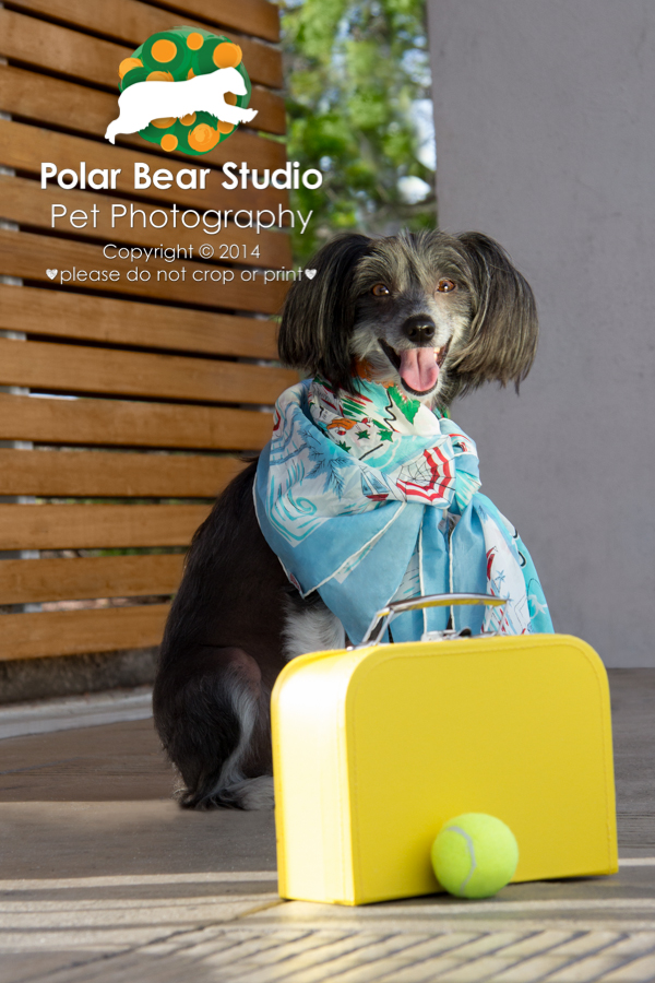 Chinese Crested Ready for Vacation, Photo by Polar Bear Studio