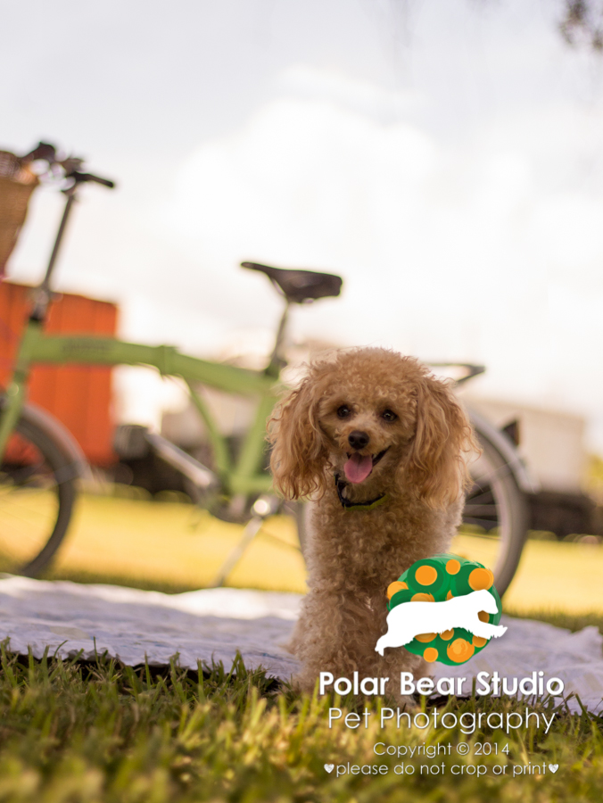 Poodle Picnic at Florida Railroad Museum, Photo by Polar Bear Studio