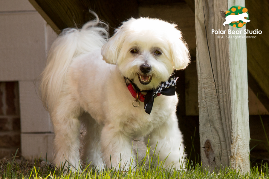 Dapper, bow-tie, smiling Maltese, photo by Polar Bear Studio