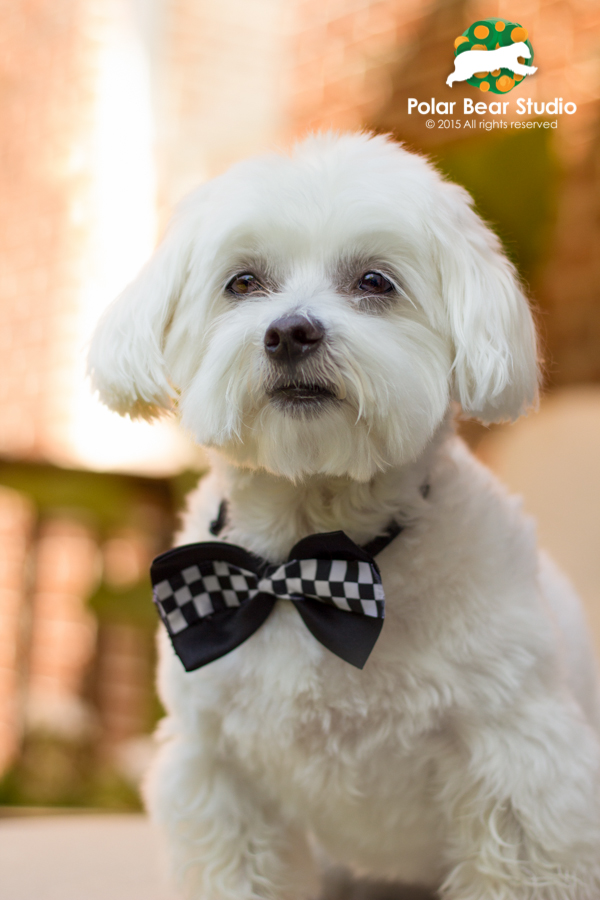 Serious Maltese, bokeh background, Photo by Polar Bear Studio